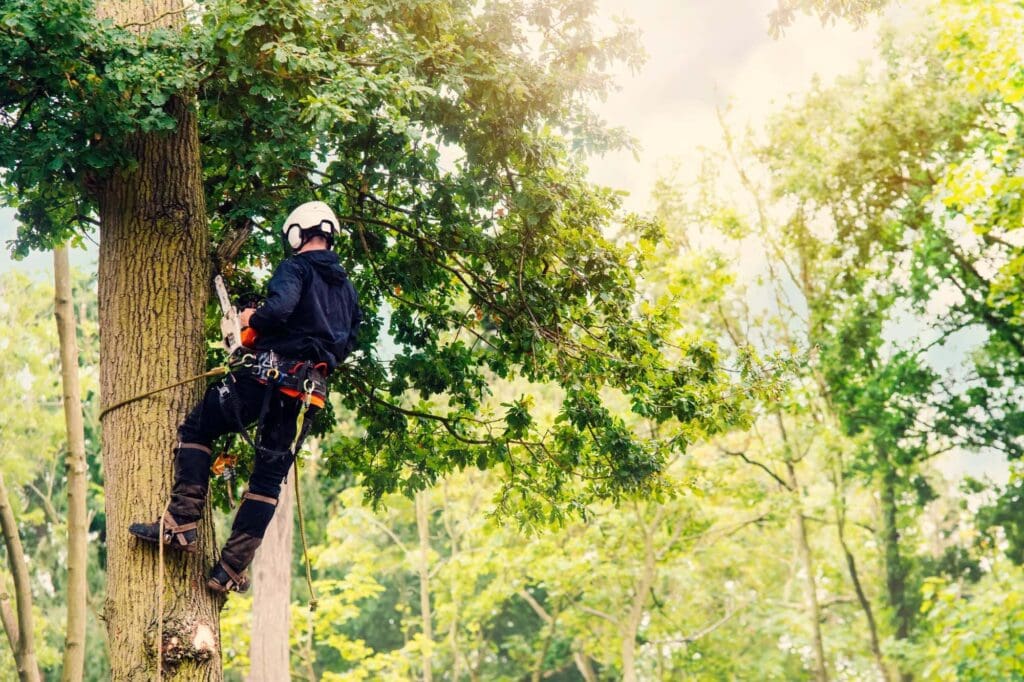 Branch Boss Tree Trimming