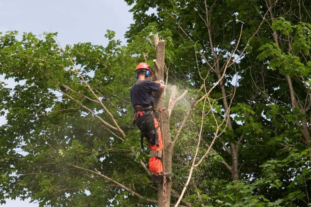 Branch Boss Tree Trimming