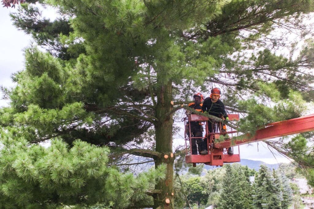 Tree Trimming Austin