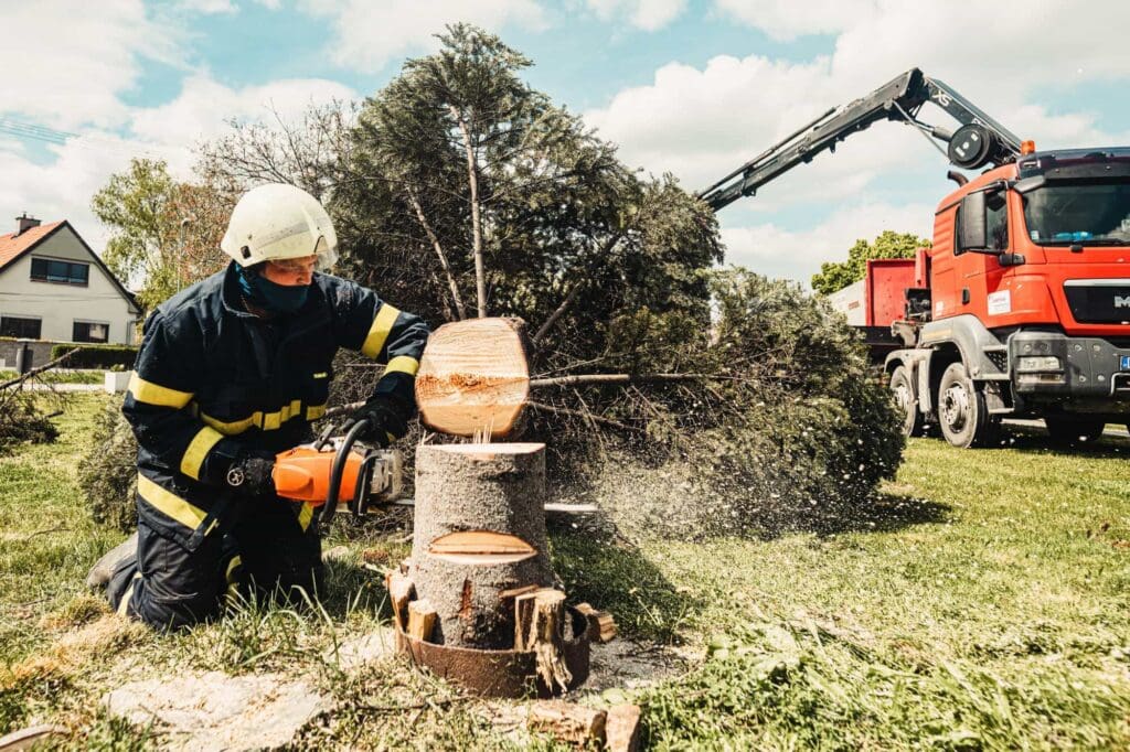 Tree Removal Austin