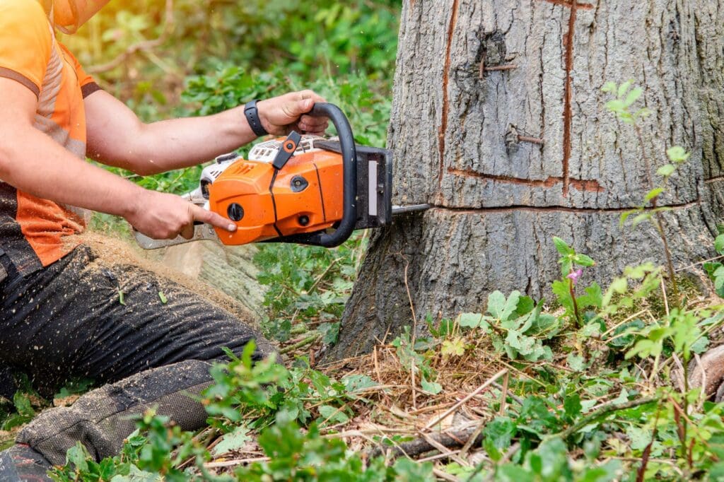 Tree Removal Austin