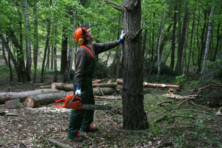 Dangerous Tree Assessment