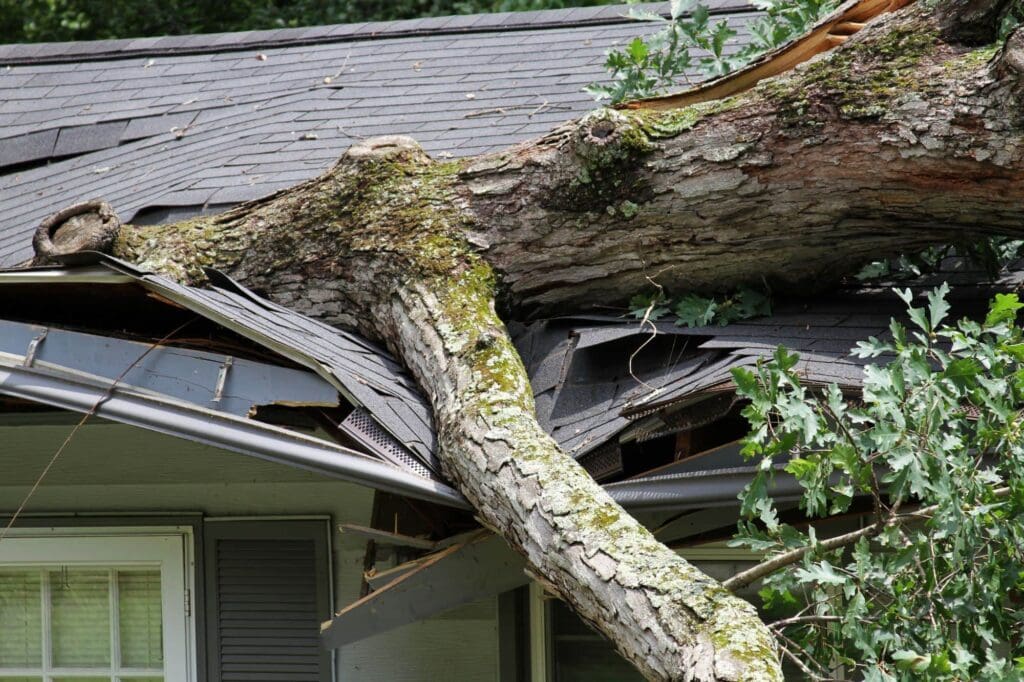 Emergency Tree Service Austin