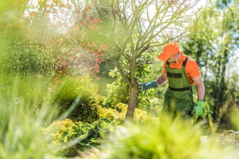 Tree Assessments