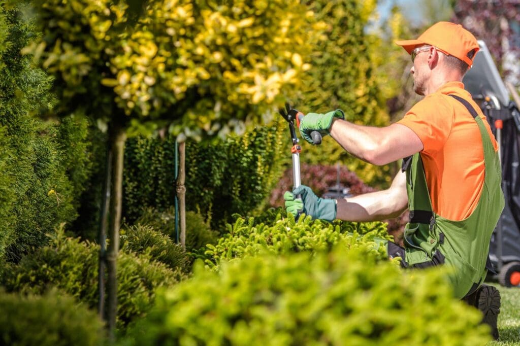 Tree Care Austin