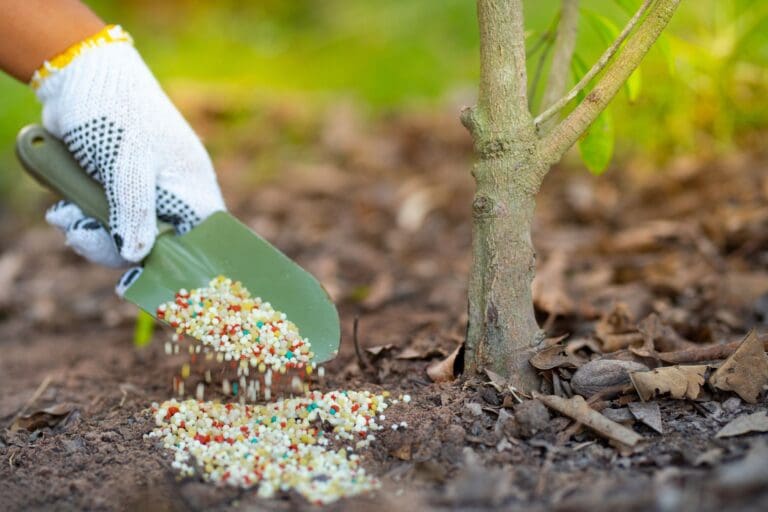 Tree Fertilization Services