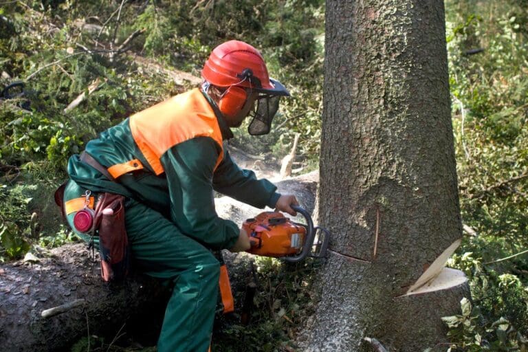 Tree Removal Austin