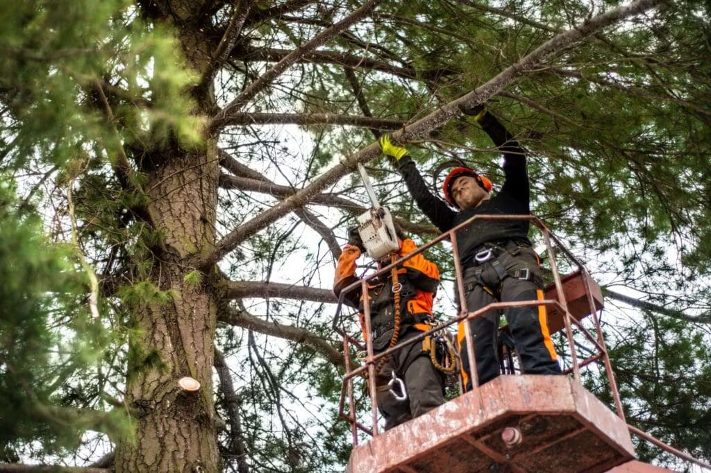 Tree Trimming Austin